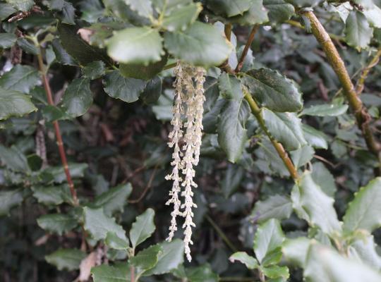 Garrya elliptica