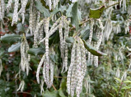 Garrya elliptica James Roof