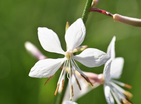 Gaura lind. Karalee White