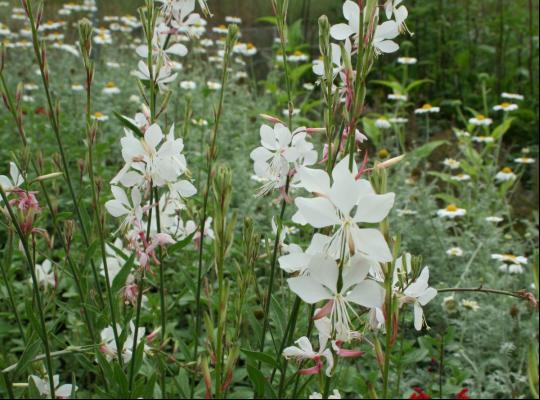 Gaura lindh. 'Whirling Butterflies'