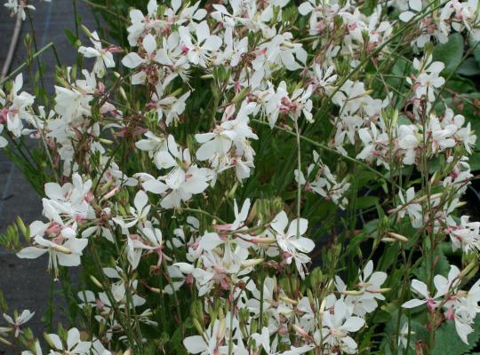 Gaura lind. The Bride