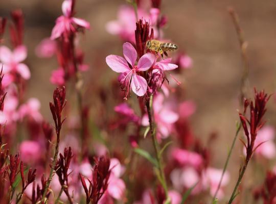 Gaura lindh. 'Siskiyou Pink'