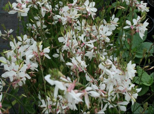 Gaura lindheimeri