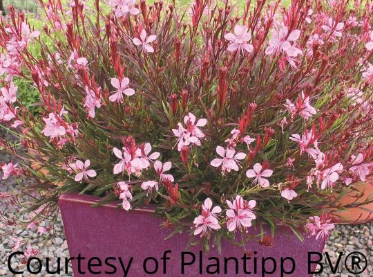 Gaura lind. 'Passionate Blush'