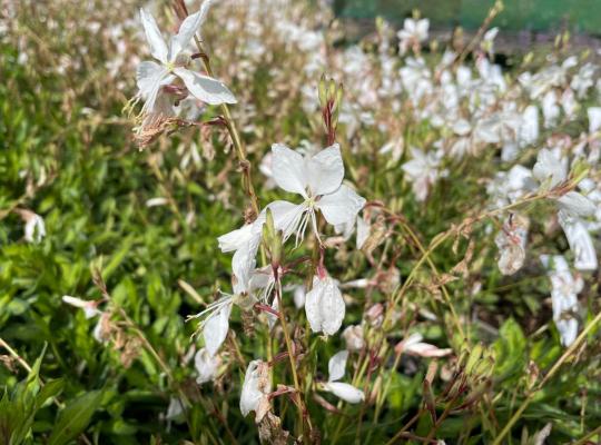 Gaura lind. White Dove