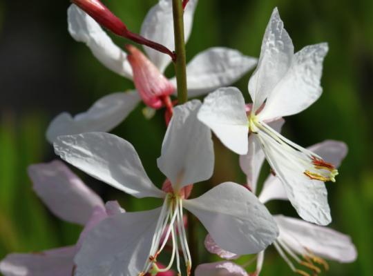 Gaura lind. Geyser White