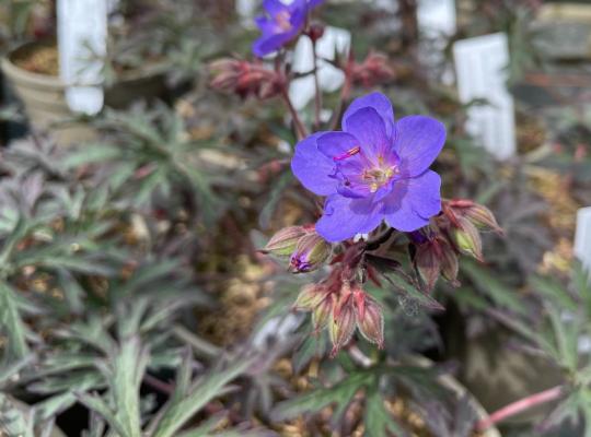 Geranium Storm Cloud