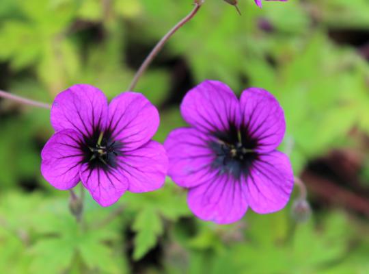 Geranium Ann Folkard