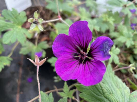 Geranium Anne Thompson