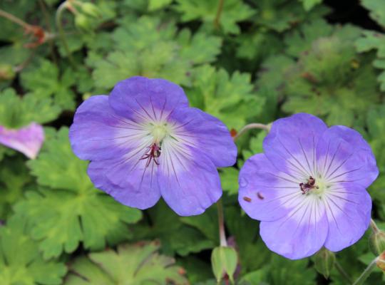 Geranium Azure Rush