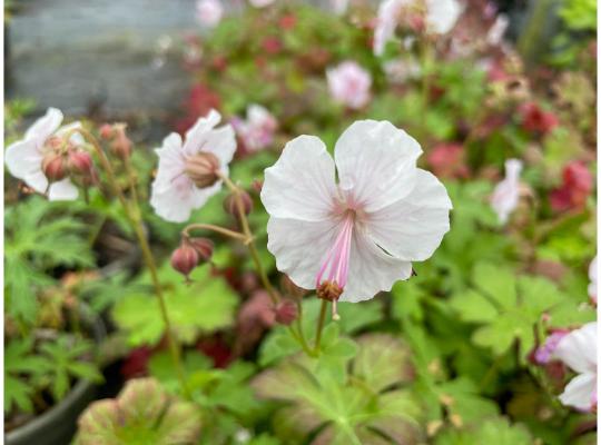 Geranium cantabrig. 'Biokovo'