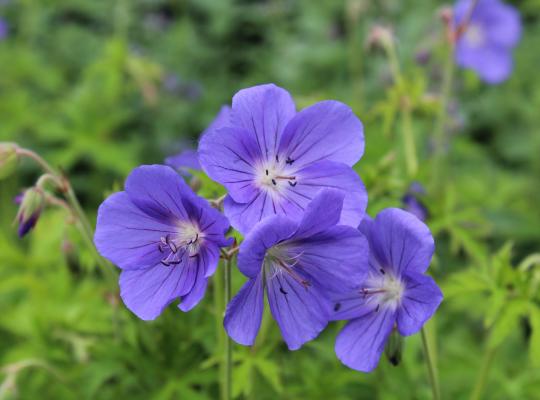 Geranium Brookside