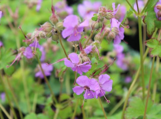 Geranium x cantabrigiense Cambridge