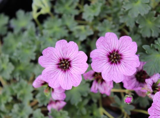 Geranium cinereum Ballerina