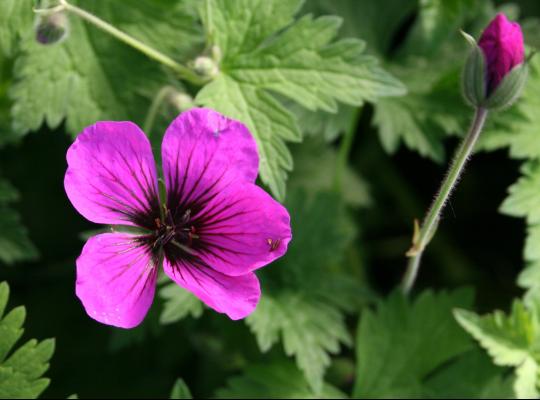 Geranium Dragon Heart