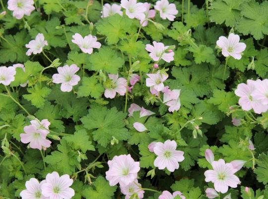 Geranium Dreamland