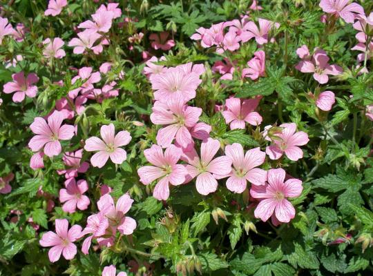 Geranium endressii