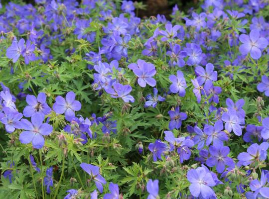 Geranium Johnsons Blue