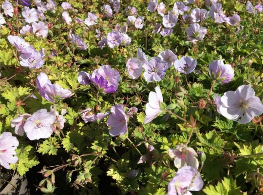 Geranium Lilac Ice