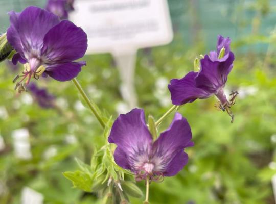 Geranium phaeum 'Lily Lovell'