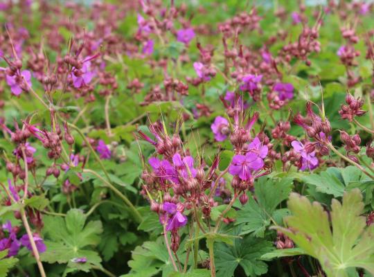 Geranium mac. Bevan's Var.