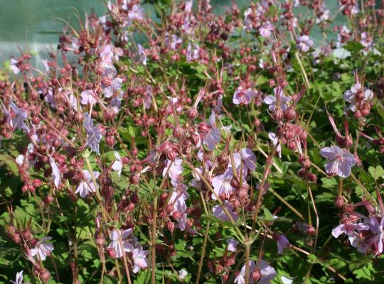 Geranium mac. Ingwersens Var.