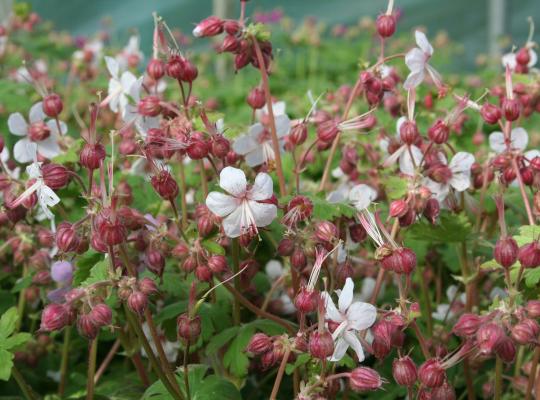 Geranium mac. Spessart