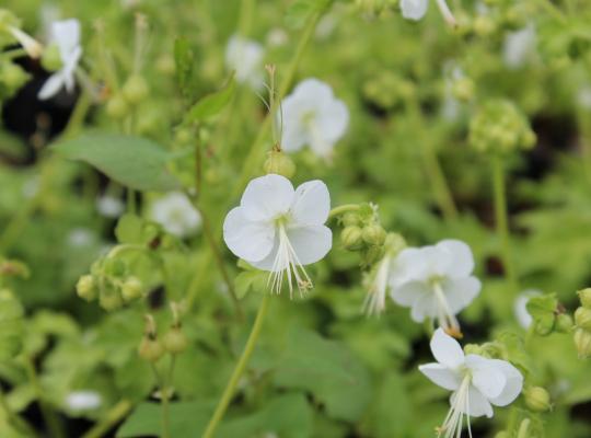 Geranium macr. 'White Ness'