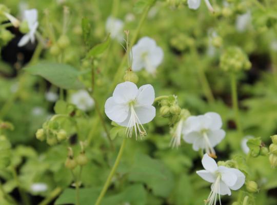 Geranium mac. White Ness