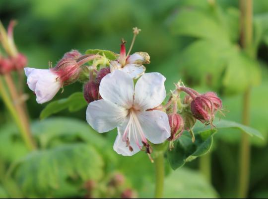 Geranium macrorrhizum Album