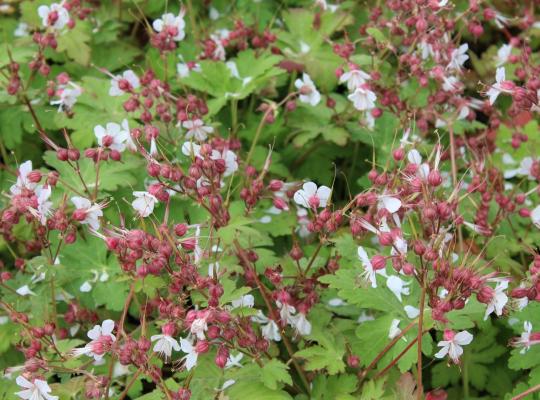 Geranium macrorrhizum