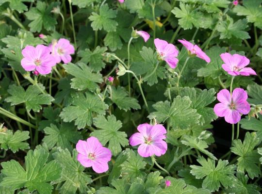Geranium rivers. 'Mavis Simpson'