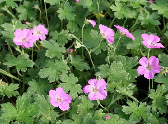 Geranium Mavis Simpson