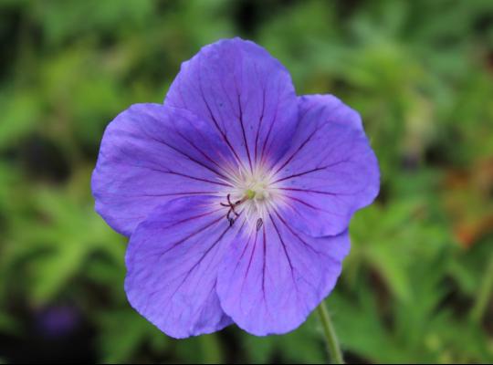 Geranium Orion