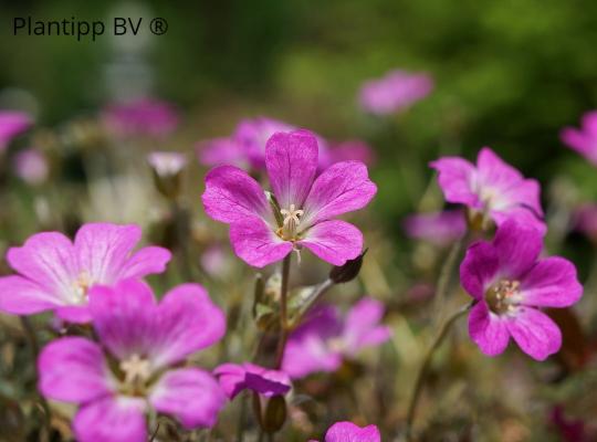 Geranium 'Orkney Cherry'
