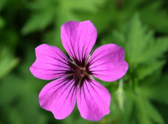 Geranium 'Patricia'