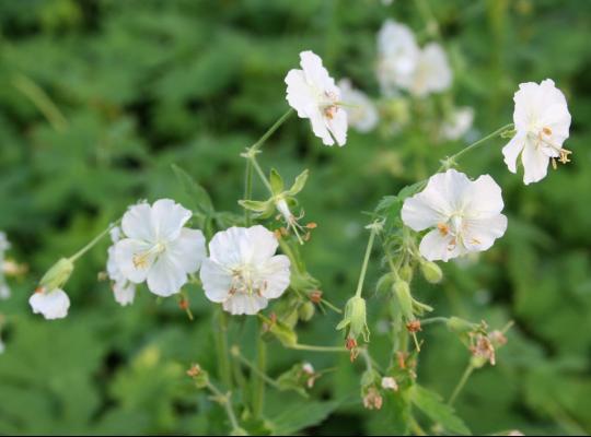 Geranium phaeum 'Album'