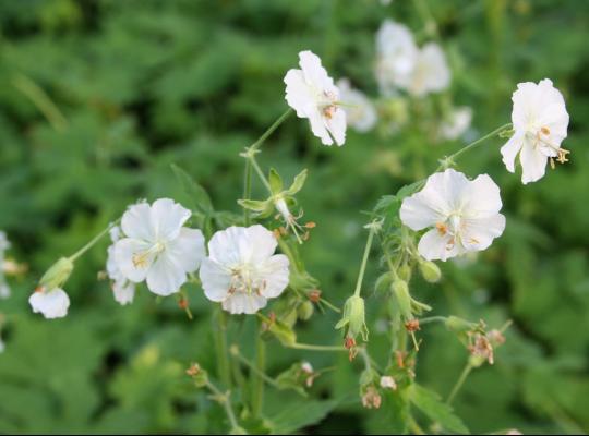 Geranium phaeum Album