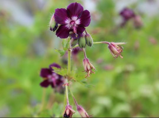 Geranium phaeum