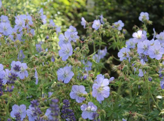 Geranium pratense Mrs Kendall Clark