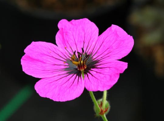 Geranium psilostemon