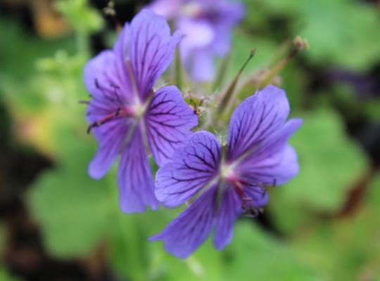 Geranium Phillipe Vapelle