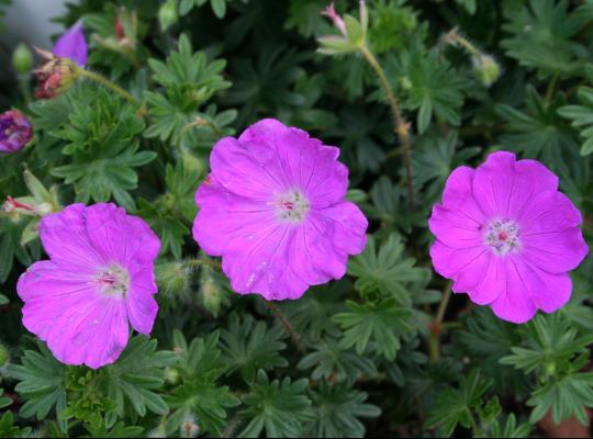 Geranium sanguineum Max Frei