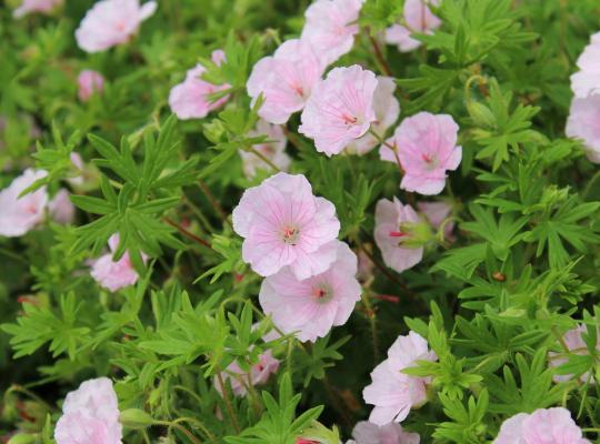 Geranium sanguineum striatum