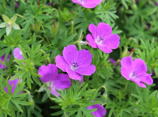 Geranium sanguineum