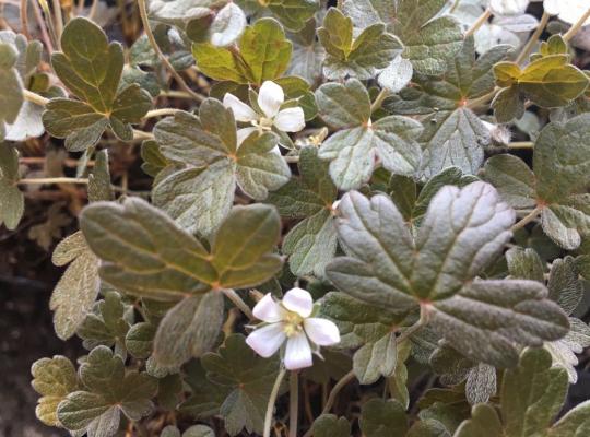 Geranium Sanne