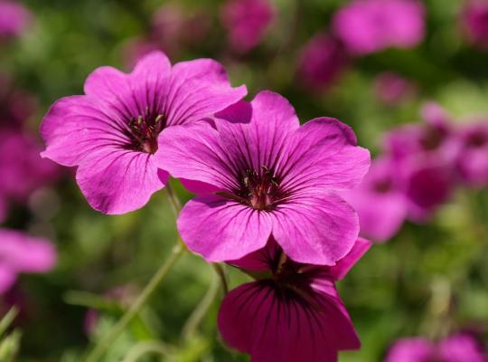 Geranium cinereum Subcaulescens