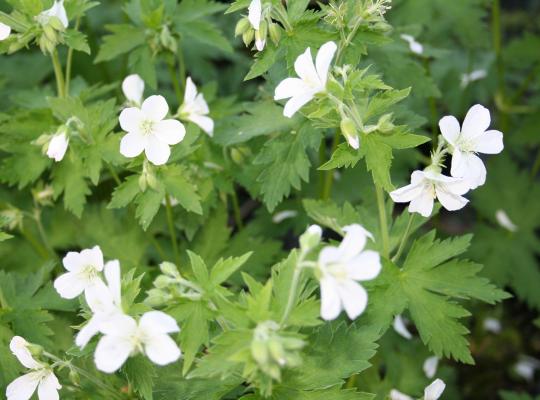 Geranium sylvaticum Album