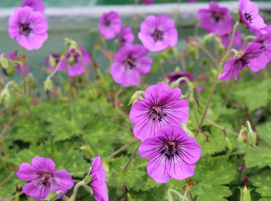 Geranium wall. Rise and Shine