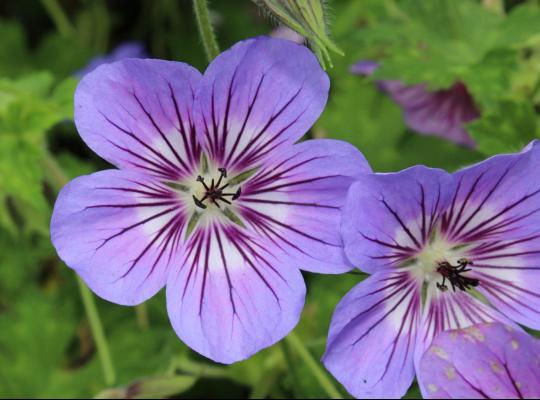 Geranium wall. Havana Blues